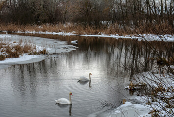 Two swans on winter lake .