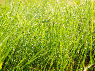 Fresh summer grass with water drops. Close up of dew drops on lush blades of grass. Juicy lush green grass on meadow with drops of water dew in morning light
