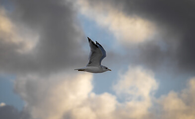 seagull in the sky