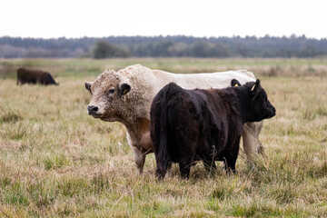 cow and bull in a field