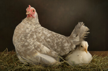 A hen with the little baby chicken
