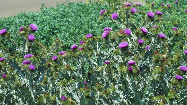 Taurus cotton thistle (Onopordon tauricum) blooms on disturbed soils. Malicious weed. Thickets of frosted orach (Atriplex tatarica) in the background. North Black Sea region