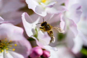 Close-up photo of cherry blossoms in spring