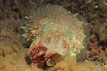Naklejka na ściany i meble a cuttlefish holds a fish in its tentacles in its seabed habitat 