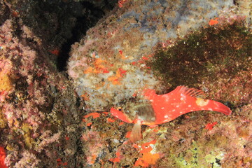 Red-hued fish pose peacefully in their habitat among large stones on the seabed.