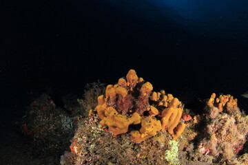 Fototapeta na wymiar golden yellow verongia on the seabed reef surrounded by algae and tiny life