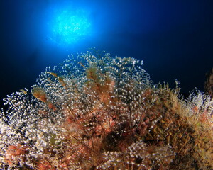 White cnidarians mixed with various types of algae with the blue of the sea and the sun high on the seabed