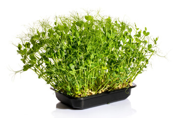 Growing green peas at home in a plate, microgreen