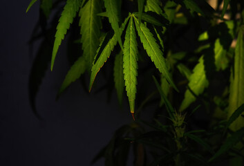 The cannabis leaves on black background