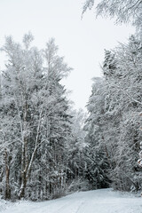 Winter forest with snow,Christmas background.covered frost trees snowdrifts. Magical winter forest. Natural landscape travel outdoors, hiking,spending time outdoors,winter travel,christmas forest.