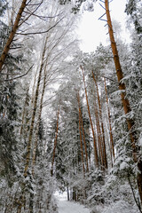 Winter forest with snow,Christmas background.covered frost trees snowdrifts. Magical winter forest. Natural landscape travel outdoors, hiking,spending time outdoors,winter travel,christmas forest.