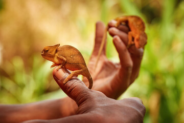 Two brown-orange chameleons crawling up the brown hand of a Malagasy man.   Blurred colour background. The concept of traveling to see the wild animals of Madagascar. © Martin Mecnarowski