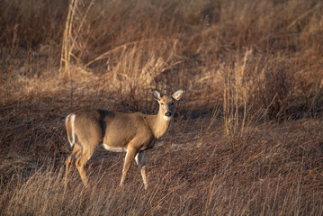 White Tailed Deer