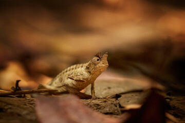 Brown leaf chameleon, Brookesia superciliaris, mimicking a dead leaf. A small chameleon in its natural habitat showing perfect camouflage among dry leaves. Shades of brown to orange colors. Madagascar