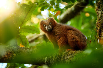 Red-bellied lemur, Eulemur rubriventer, endemic to eastern Madagascan rainforests. Wild lemur with luxuriant chestnut brown coat and white marks below eyes, looking at camera.  © Martin Mecnarowski
