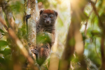 Grey bamboo lemur, Hapalemur griseus, small lemur endemic to Madagascar in dense forest of Ranomafana national park, looking at camera. Lemur conservancy concept.