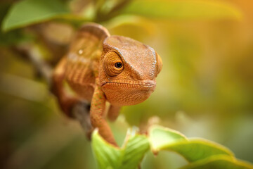 Parson's chameleon, very close-up direct view of orange-green colored chameleon, eyes contact, tropical forest of Ranomafana, Madagascar. Wildlife of Madagascar theme.