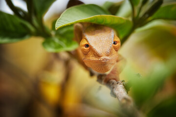 Parson's chameleon, very close-up direct view of orange-green colored chameleon, eyes contact, tropical forest of Ranomafana, Madagascar. Wildlife of Madagascar theme.