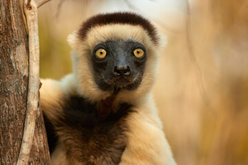 Portrait of Verreaux's sifaka, Propithecus verreauxi. A cream-coloured lemur with a brown head in a dry forest illuminated by sunset in Kirindy Park, Madagascar. Shades of gold and brown colors.