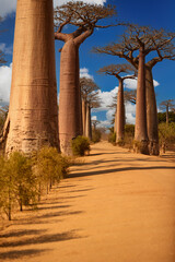 Baobab alley trees at sunny day. The avenue of the baobabs in Madagascar. Blue sky with clouds....