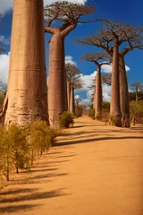 Foto op Canvas Baobab alley trees at sunny day. The avenue of the baobabs in Madagascar. Blue sky with clouds. Traveling Madagascar concept. © Martin Mecnarowski