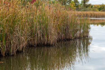 Thicket of march herb during the fall season