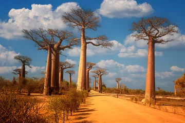 Fotobehang Baobab alley trees at sunny day. The avenue of the baobabs in Madagascar. Blue sky with clouds. Traveling Madagascar concept. © Martin Mecnarowski