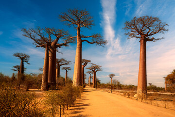 Baobab alley trees at sunny day. The avenue of the baobabs in Madagascar. Blue sky with clouds. Traveling Madagascar concept. - obrazy, fototapety, plakaty