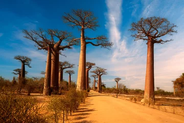 Foto op Canvas Baobab alley trees at sunny day. The avenue of the baobabs in Madagascar. Blue sky with clouds. Traveling Madagascar concept. © Martin Mecnarowski
