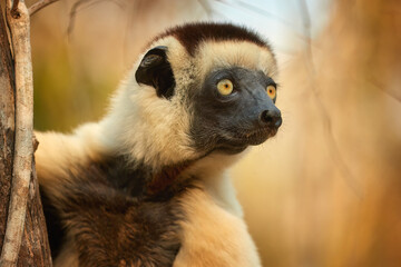 Profile portrait, Verreaux's sifaka, Propithecus verreauxi. A cream-coloured lemur with a brown head in a dry forest illuminated by sunset in Kirindy Park, Madagascar. Shades of gold and brown colors.