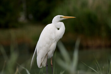 great white heron