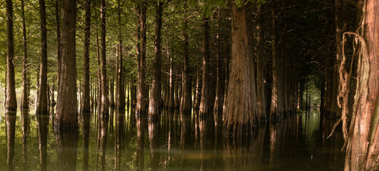 reflections in water，tree in water
