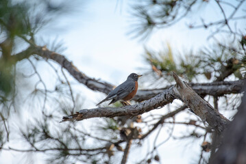 American Robin