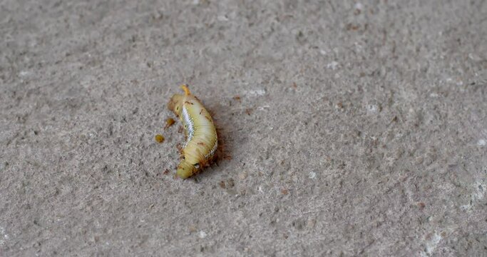 The green tea worm was bitten by many ants, causing it to writhe in agony.