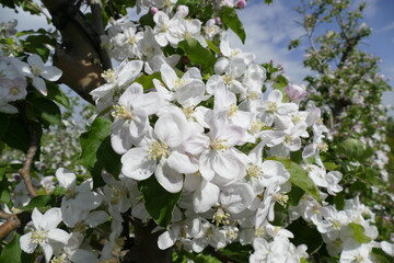 Große Blütentraube am Obstbaum
