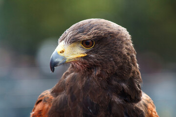 Steinadler