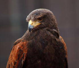 Steinadler