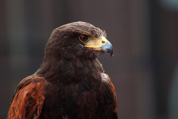 Steinadler