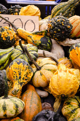 pumpkins and gourds