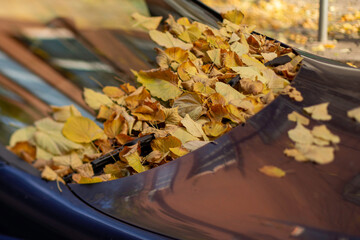 autumn leaves on the auto