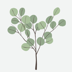 Freehand drawing of Eucalyptus branch.