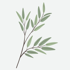 Fototapeta premium Freehand drawing of Eucalyptus branch.