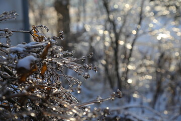 the icy shrub sparkles in the sun like crystal