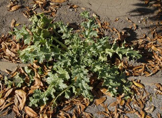 green leaves of  Silibum marianum plant at autumn in park