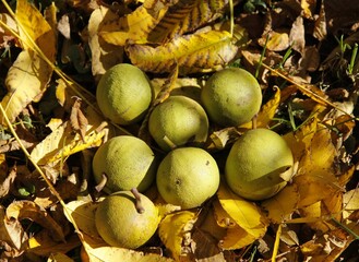green ripe nuts and yellow fallen ;leaves of Juglans-Nigra - black walnut tree at autumn