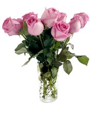 pretty pink roses isolated close up