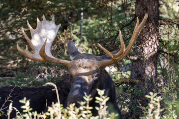 Fototapeta na wymiar Bull Moose in Autumn in Grand Teton National Park Wyoming