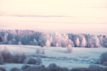 Obraz na płótnie Canvas forest in hoarfrost on a hill one frosty winter morning