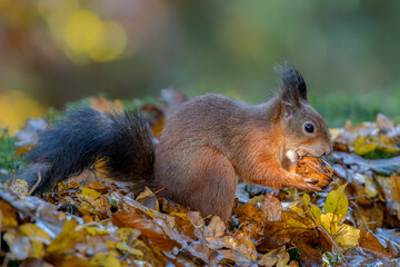 Naklejka na ściany i meble Cute hungry Red Squirrel (Sciurus vulgaris) eating a nut in an forest covered with colorful leaves and mushrooms. Autumn day in a deep forest in the Netherlands. 