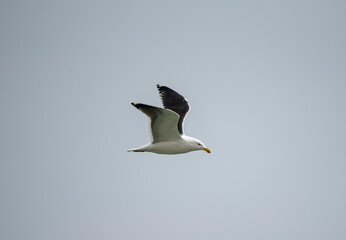 Great Black Backed Gull